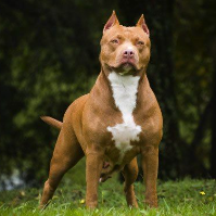 brasileirovivendonaespanha Avatar