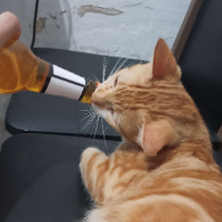 onepresente的化身