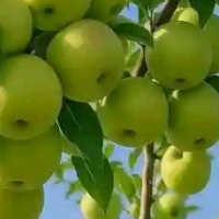 joanna的化身