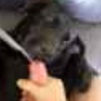 triangularcookie Avatar