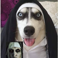 insano Avatar