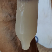Hungrycock Avatar