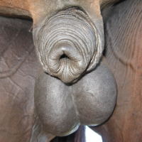 hungrycock Avatar