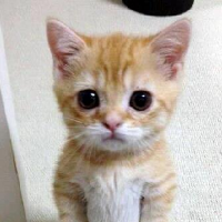 porcelainraft的化身