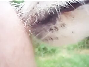 puppy Nipple lick-BestialitySexTaboo -  Bestiality Sex Taboo