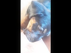 Pup licks deep - BestialitySexTaboo -  Bestiality Sex Taboo