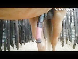 He is calling for you! - BestialitySexTaboo -  Bestiality Sex Taboo