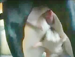 Short hair bitch in a special zoo compilation - BestialitySexTaboo -  Bestiality Sex Taboo