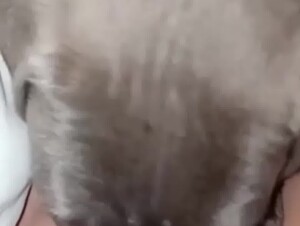 puppy licks pussy