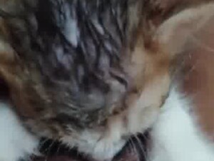 Kitten licking