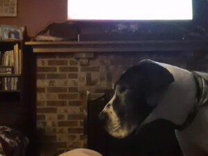 Horny girl playing with her dog