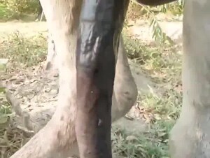 Donkey with giant flare