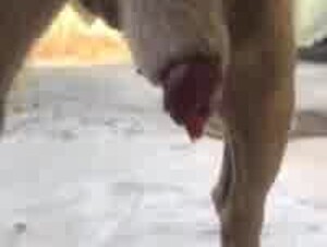 Teen girl first touch of a dog cock