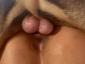 Knotted and filled with cum