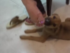 Stray dog is sucking toes of Indian housewife