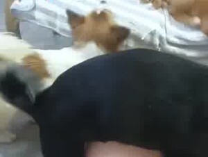 Chinese dog group sex