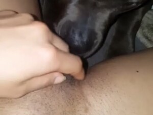 Pitbull Eats Pussy