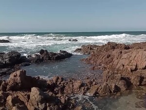 Dog sex with black people