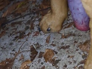 small dog with a big dick