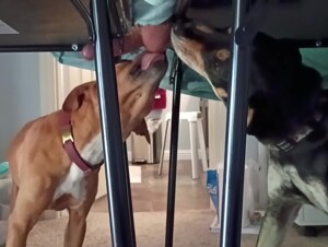 2 dogs licking cock under table