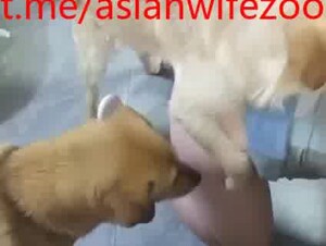 Chinese wife fall in love with many dogs