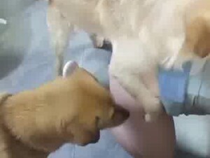 Chinese woman against 7 DOGs