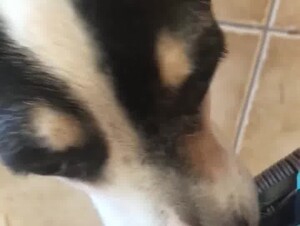 Dog licks hairy fat pussy - video 2