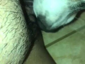 Dog licks hairy fat pussy - video 3