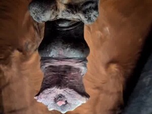 Horse cock from behind