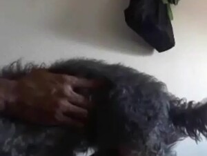 Family Dog Gets Blowjob from Hot Girl