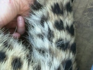 Masturbating a cheetah 1