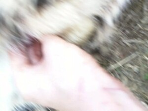 Masturbating a cheetah 3