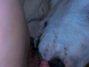 Girl Gets a Good Dog Lick