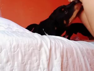 Teen playing with her dogs