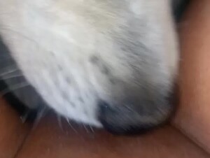 Beautiful Shaved Pussy Gets Licked