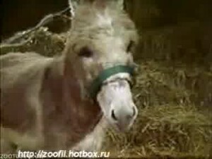 Two nuns get fucked by a big-dicked donkey in the barn