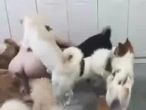 Chinese wife having so much fun with dogs