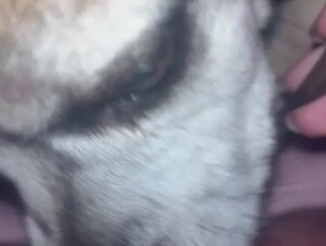 Girl Gets a Good Dog Lick