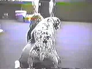 Dalmatian and other dogs are banging a big-bottomed zoofil