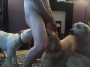 Feeding them doggies