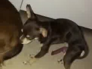 Another 5 legged chihuahua