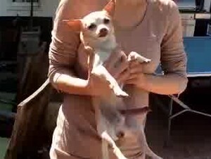 Another 5 legged chihuahua