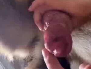 Mom gives her dog a handjob