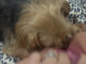 Good boy licks fat juicy granny