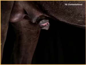 Horse shows off his huge cock