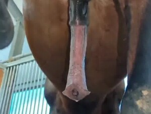 Stallion gets boner