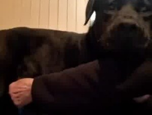 Old Grandma sucks dog's cock