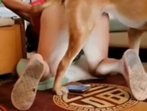 Dog knot pops out from pussy + slow motion