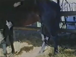 Morbida…Marina e la bestia 1984 - Horse Scenes