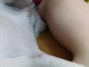 Husband Films his Wife with Dog